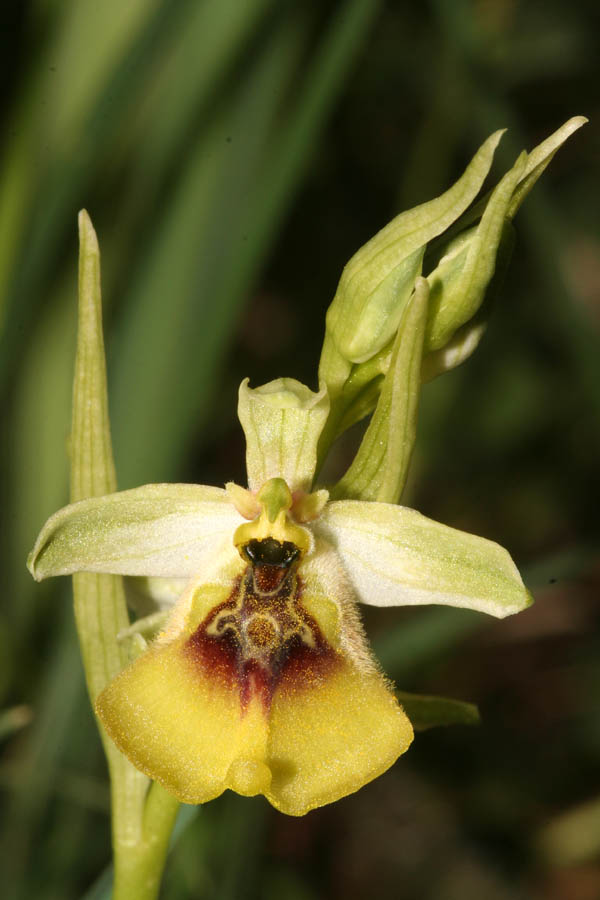 Ophrys oxyrrhynchos, Ophrys lacaitae e loro ibrido